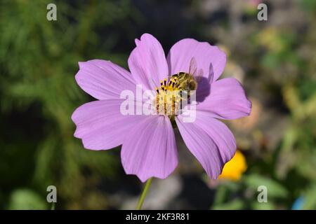 Eine Biene überraschte die Bestäubung einer Blume in einem Dorf in der Nähe von Cluj-Napoca Stockfoto