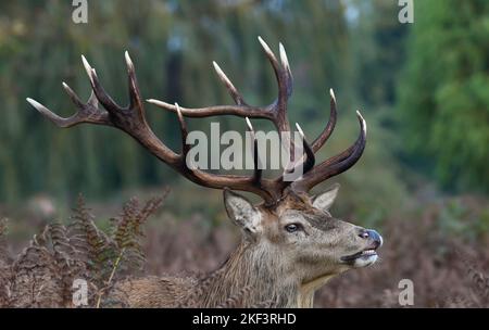 DIESE jungen alaskischen Braunbären spielten im Lake Clark National Park, Alaska, im und um das Wasser herum. Stockfoto