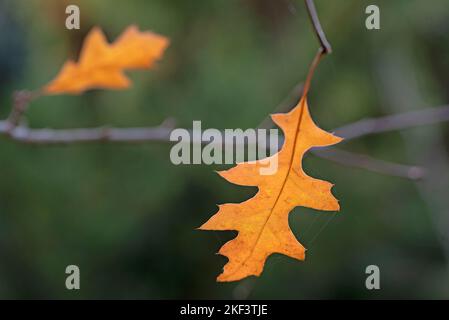 Zwei gelb-braune Eichenblätter auf Herbstbaum. Stockfoto