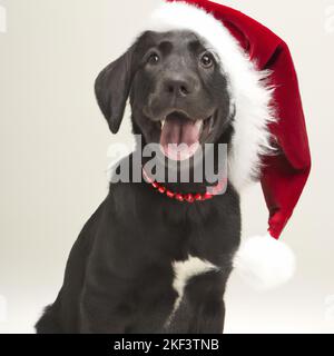 Glücklicher labrador Hund trägt einen festlichen weihnachtsmann Hut Stockfoto