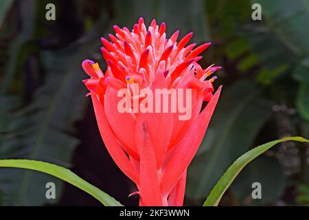 Bizzare Blume, Bromeliadblume, flammende Fackel, Sommerfackel, narrensichere Pflanze, Billbergia pyramidalis, Thiruvananthapuram, Kerala, Indien Stockfoto