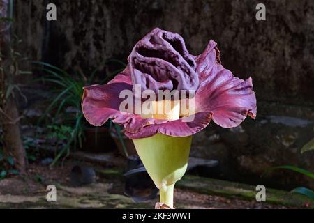 Riesige Blume des Elefantenfußjams, des weißen Riesenarums, Amorphallus paeoniifolius, Thiruvananthapuram, Kerala, Indien Stockfoto