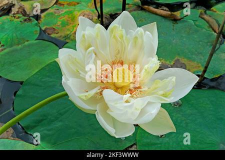 Nymphaea Lotus, weißer ägyptischer Lotus, Tiger Lotus, weißer Lotus, ägyptische weiße Wasserlilie, Thiruvananthapuram, Kerala, Indien Stockfoto