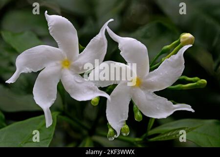 Crape Jasmin Blumen, Tabernaemontana divaricata, Thiruvananthapuram, Kerala, Indien Stockfoto