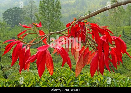 Weihnachtssterne, Weihnachtsblume, Pneumorbia pulcherrima, Munnar, Kerala, Indien Stockfoto