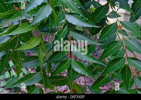 Neembaumblätter, Azadirachta indica, allgemein bekannt als Neem, Nimtree oder Indischer Flieder Stockfoto