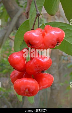 Wachs-Jambu, Rosenapfel, Makopa, java-Apfel, Jumba Druit, Wachsapfel auf Pflanze, Syzygium samarangense, Thiruvananthapuram, Kerala, Indien Stockfoto