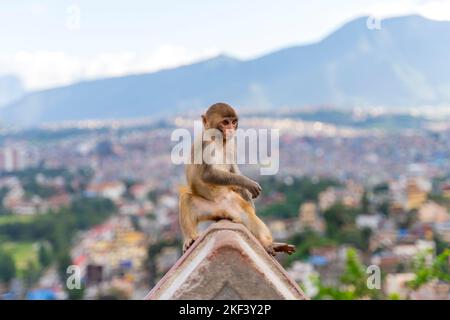 Affe in Swayambhunath Stupa, dem Affentempel, in Kathmandu, Nepal Stockfoto