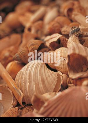 Eine Auswahl von Muscheln Stockfoto