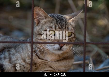 Eine Katze, die in einem Käfig eingesperrt ist Stockfoto