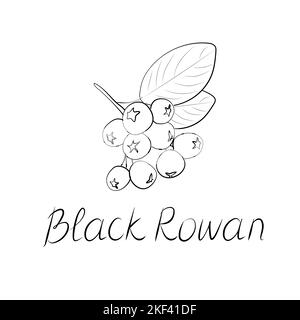 Schwarzes Rowan-Symbol. Schild mit schwarzer Bergasche. Flaches isoliertes Symbol. Vektorgrafik Stock Vektor