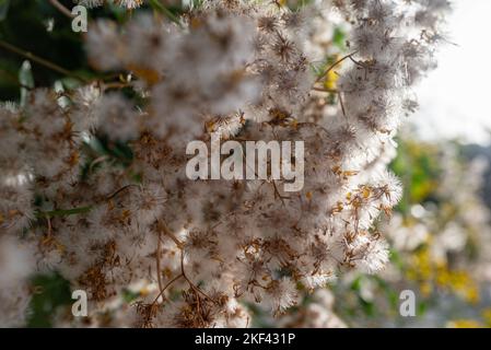 Kleine, flauschige, weiße, elonenartige Samen, die sich vor der Sonne verziehen Stockfoto