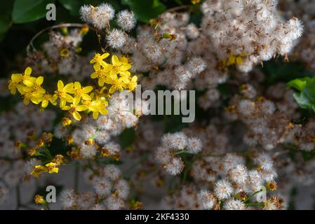 Gelbe Blüten in Nahaufnahme von Cape Efeu auf flauschig weißem, dandelionenähnlichem Hintergrund Stockfoto