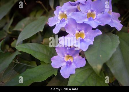 Malvenblaue Blüten in der Nähe von bengalischer Trompete oder Thunbergia grandiflora Stockfoto