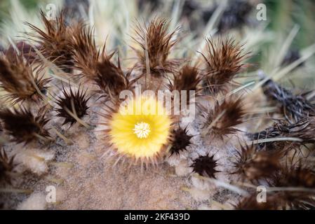 Nahaufnahme einer gelben Blume aus goldenem Fasskaktus oder echinocactus grusonii Stockfoto