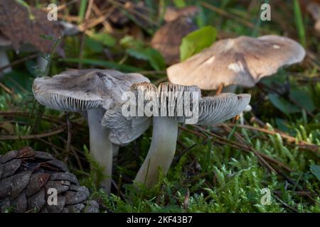 Essbarer Pilz Tricholoma terreum im Kiefernwald. Bekannt als grauer Ritter oder schmutziges Tricholom. Gruppe von Wildpilzen, die im Moos wachsen. Stockfoto