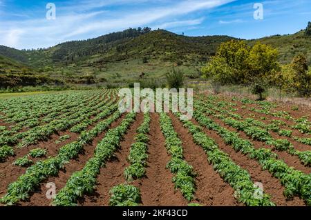 Reihen von Kartoffelpflanzen in braunem Boden in Perspektive auf einem Hügel und Himmel Hintergrund Stockfoto