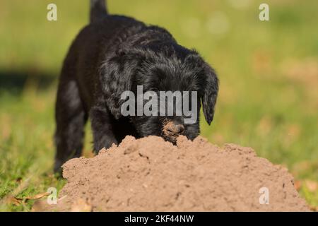 Riesenschnauzer-Welpe auf einer Wiese Stockfoto