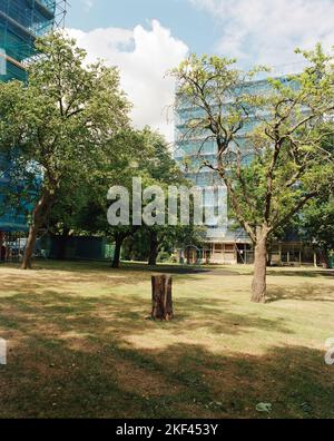 Ein Baumstumpf in einer offenen Grünfläche in lewisham, wo Sozialwohnungen in Hochhäusern saniertwerden. Stockfoto