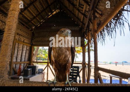 Böse flugunfreie Adler als Haustier für Unterhaltung. Indien Stockfoto