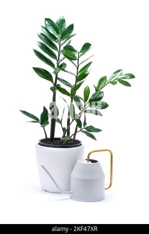 Zamioculcas Zimmerpflanze in weißem Keramiktopf isoliert auf weißem Hintergrund Stockfoto