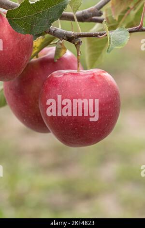 Apfel (Malus domestica 'Jonagold' - Pfeiffer) Stockfoto