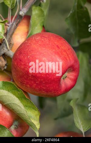 Apfel (Malus domestica „Pilot“) Stockfoto