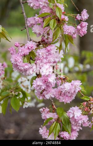 Hände-Zierkirsche (Prunus 'Kiku-shidare-zakura') Stockfoto