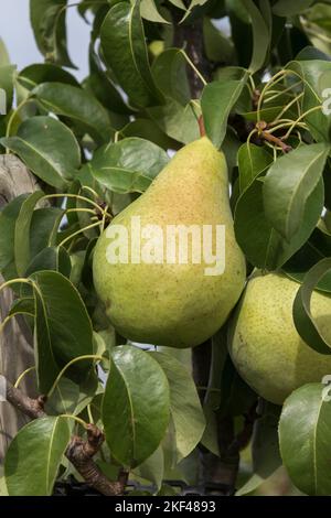 Säulen-Birne (Pyrus Communis 'Condo') Stockfoto