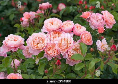 Rübenrose (Rosa MARIE CURIE) Stockfoto