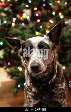 Ein Porträt eines Blue Heeler Hundes, der die Weihnachtszeit im Haus genießt Stockfoto