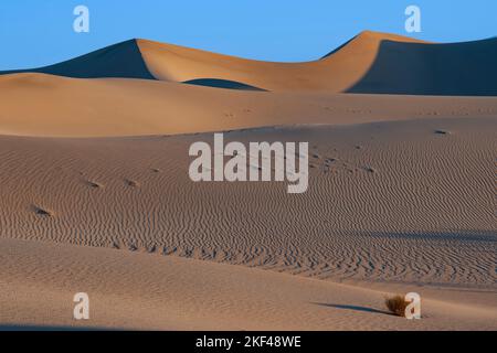 Morgenlicht an den Mesquite Sand Dunes Sanddünen, Death Valley Nationalpark, Kalifornien, USA, Nordamerika Stockfoto