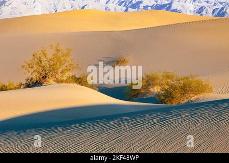 Morgenlicht an den Mesquite Sand Dunes Sanddünen, Death Valley Nationalpark, Kalifornien, USA, Nordamerika Stockfoto