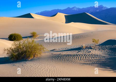 Morgenlicht an den Mesquite Sand Dunes Sanddünen, Death Valley Nationalpark, Kalifornien, USA, Nordamerika Stockfoto