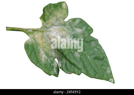 Pilzkrankheit Mehltau auf einem Tomatenblatt. Weiße Plakette auf dem Blatt. Infizierte Pflanzen zeigen weiße pulverförmige Flecken auf dem Blatt. Nahaufnahme. Stockfoto