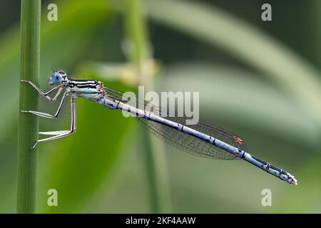 Männchen der Blauen Federlibelle (Platycnemis pennipes) Stockfoto
