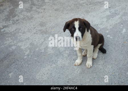 Streunender schwarz-weißer Hund, der auf dem Straßenasphalt sitzt Stockfoto