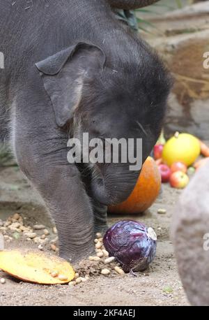 Leipzig, Deutschland. 16.. November 2022. Der Elefantenjunge Akito spielt in seinem Gehege im Leipziger Zoo mit einem Kohlkopf. Der am 25. September 2022 geborene asiatische Elefant wurde nach einer Abstimmung der Zoobesucher, was übersetzt „Herbstkind“ heißt, Akito genannt. Kredit: Sebastian Willnow/dpa/Alamy Live Nachrichten Stockfoto