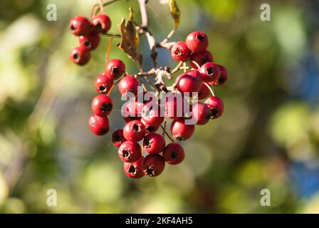 Eine selektive Aufnahme von Hagebutten, den Hawthorn (Crataegus)-Früchten, die an einem Zweig in einem grünen Garten an einem sonnigen Tag hängen Stockfoto