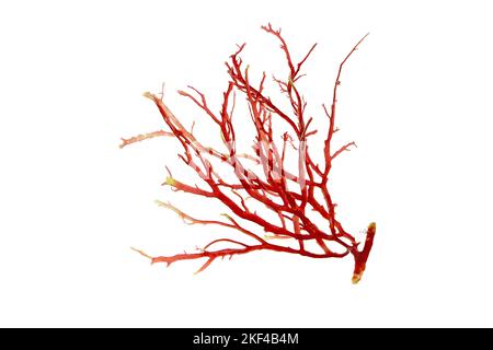 Rhodophyta oder Rotalgen verzweigen isoliert auf Weiß. Stockfoto