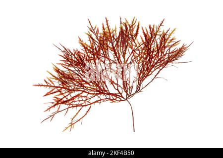 Rotalgen oder Rhodophytazweig isoliert auf Weiß. Stockfoto