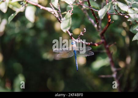 Leuchtend blaue Libelle hoch oben auf dem Zweig Stockfoto