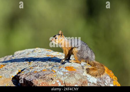 Kaukasisches Eichhörnchen, (Sciurus anomalus), sitt auf einem Stein, Stockfoto