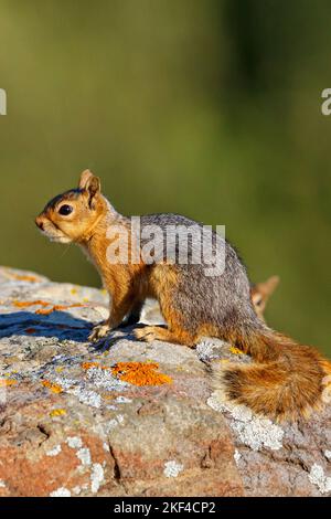 Kaukasisches Eichhörnchen, (Sciurus anomalus), sitt auf einem Stein, Stockfoto