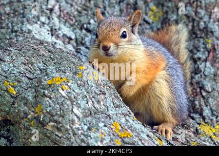 Kaukasisches Eichhörnchen, (Sciurus anomalus), sitt auf einem Stein, Stockfoto