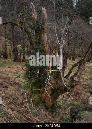 Neue Tanne wächst aus einem scheinbar toten alten Baumstamm im Strachur-Wald von Balliemeanoch heraus. Strachur. Argyll und Bute. Schottland Stockfoto