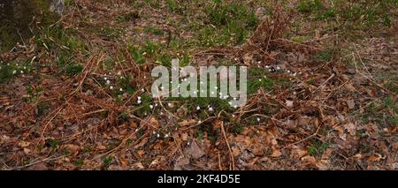 Ein Fleck von Holzanemonen beginnt durch den Bracken- und Laubholzboden im Strachur Forest von Balliemeanoch zu brechen. Strachur. Argyll Stockfoto