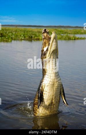 Kaiman, Brillenkaiman ( Caiman crocodylus yacare) Pantanal, Brasilien, schnappt nach Beute, spring aus dem Wasser hoch, Stockfoto