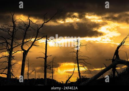 Entworbener Wald als Silhouette vor Sonnenuntergang, Bayern, Deutschland, Stockfoto