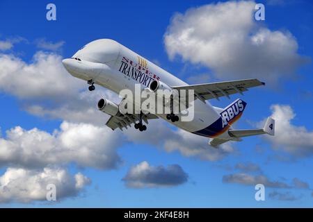 Airbus Super Transporter beim Start vom Hamburger Flughafen, Airbus Beluga, Airbus A300-600ST, Transport von Flugzeugteilen und übergroßer Fracht, Stockfoto